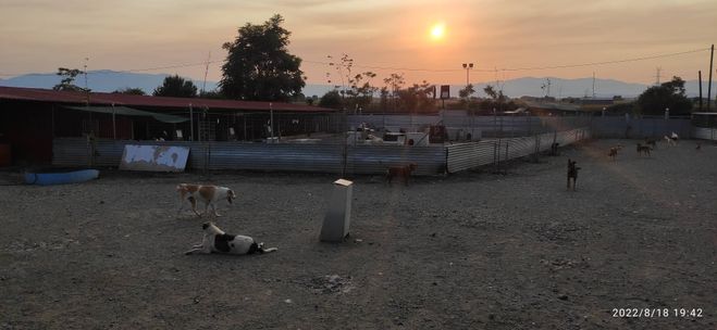 Es wird Abend in "Dog-City"