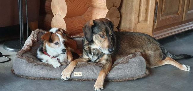 Mila und Floh