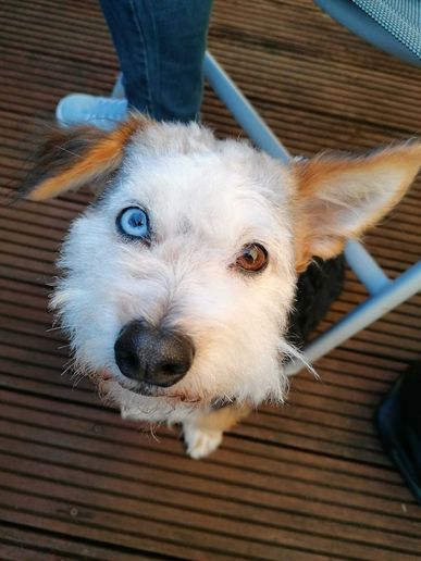 Blueeye