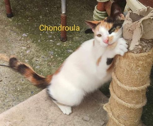 Verm. Streetworker Chondroula 