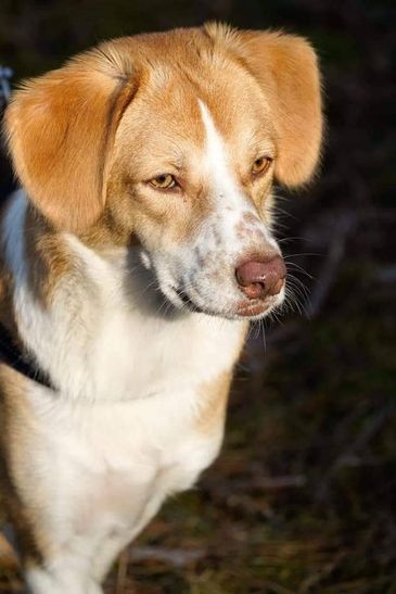 Hazel