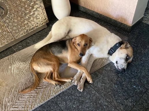 Bella und Olli